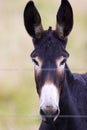 Mule Portrait 708749